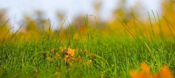 Yakın Plan Kırmızı Meşe Yaprakları Yeşil Çimlerde Sonbahar Ormanı Arka — Stok fotoğraf