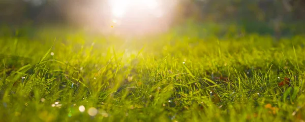 Nahaufnahme Waldlichtung Mit Grünem Gras Licht Der Sonne Schöne Outdoor — Stockfoto