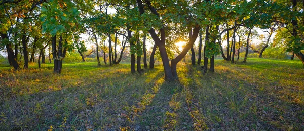 Jesienny Las Polana Czerwonymi Suchymi Liśćmi Świetle Słońca — Zdjęcie stockowe