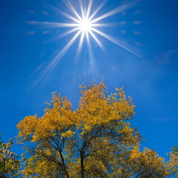 晴れた日の青空に赤い紅葉の木の枝を閉じ秋の自然背景 — ストック写真