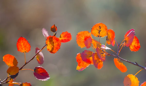 Nahaufnahme Rote Trockene Espenbaum Zweig Wald Herbst Freien Hintergrund — Stockfoto
