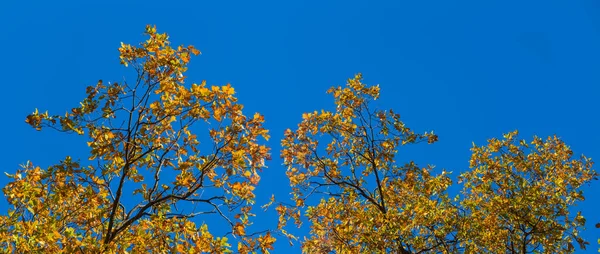 Yakın Plan Kırmızı Sonbahar Ağacı Dalları Mavi Gökyüzünde Sonbahar Doğal — Stok fotoğraf