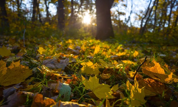 Clareira Floresta Outono Com Folhas Secas Vermelhas Luz Sol — Fotografia de Stock