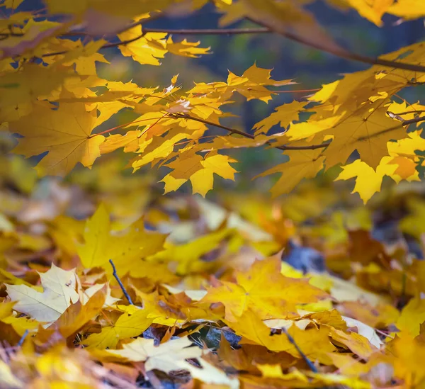 Zbliżenie Czerwony Suchy Klon Drzewo Gałąź Lesie Jesień Odkryty Tło — Zdjęcie stockowe