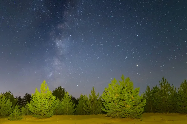 밤하늘 아래있는 모래밭의 소나무 아름다운 스톡 이미지