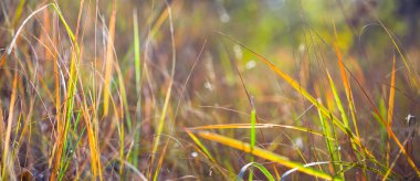 Ormandaki kırmızı kuru çimenler, doğal mevsimlik arka plan.