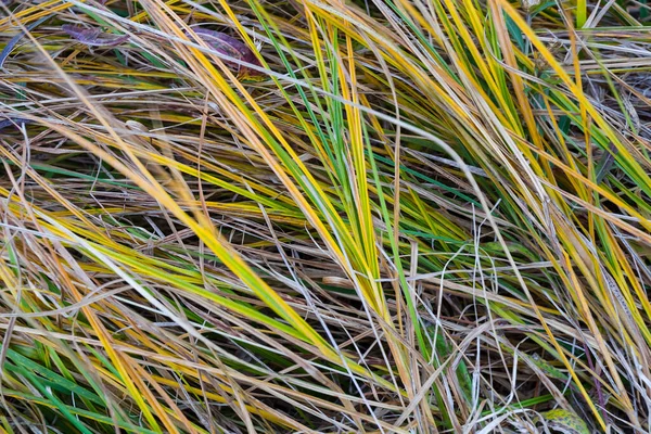 Closeup Green Prairie Grass Natural Background — Stock Photo, Image