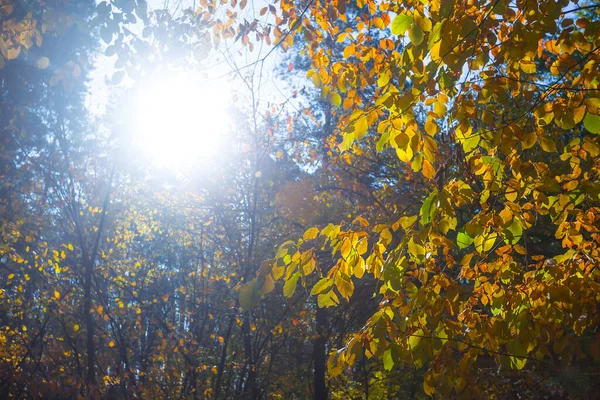 Funkelnde Sonne Schiebt Sich Durch Den Roten Trockenen Ast Natürlicher — Stockfoto