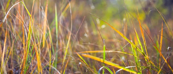 森林沼泽地上的特写红色干草 自然季节背景 — 图库照片