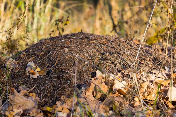 Nahaufnahme Ameisenhaufen Wald — Stockfoto