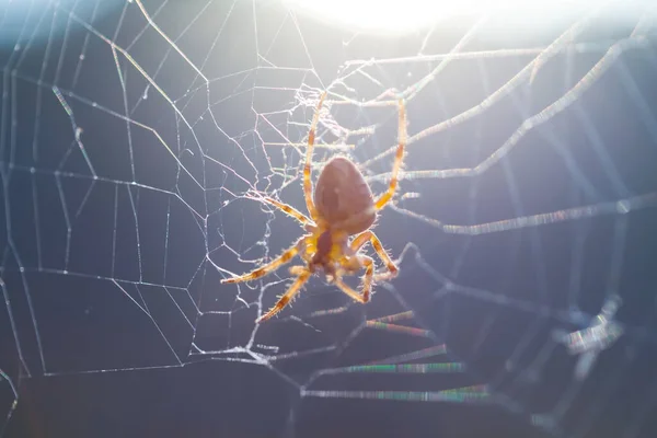 Güneş Işığı Altında Üzerine Yakın Plan Örümceği Doğal Hayvan Arkaplanı — Stok fotoğraf