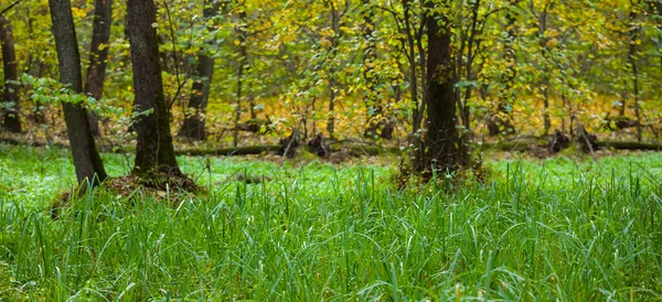 Szeroki Zielony Las Polana Naturalne Tło — Zdjęcie stockowe