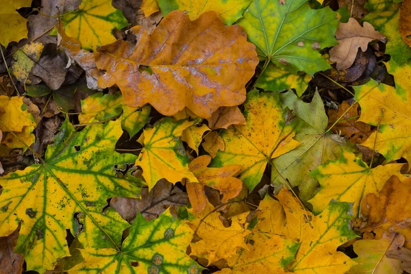 Czerwone Suche Liście Klonu Leżą Ziemi Naturalne Sezonowe Tło Zewnętrzne — Zdjęcie stockowe