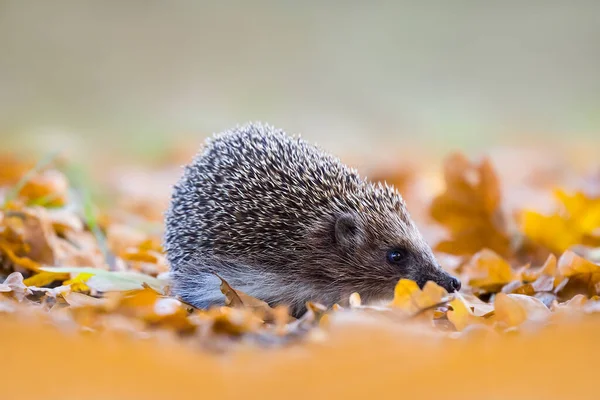 Little Hedgehog Red Dry Autumn Leaves Beautiful Seasonal Natural Animal — Stock Photo, Image