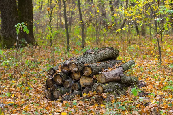Heap Oak Tree Trunk Autumn Forest — Stock Photo, Image
