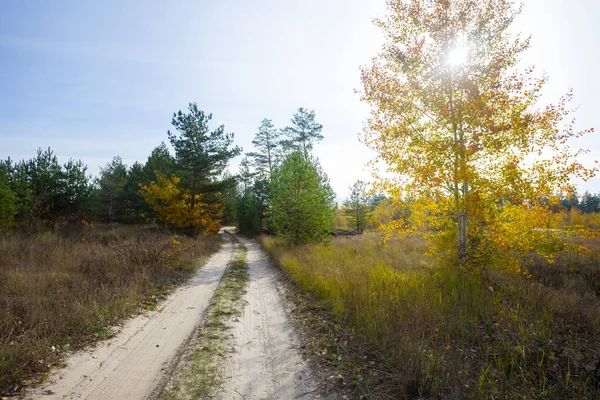 Droga Gruntowa Przez Las Słoneczny Jesienny Dzień — Zdjęcie stockowe