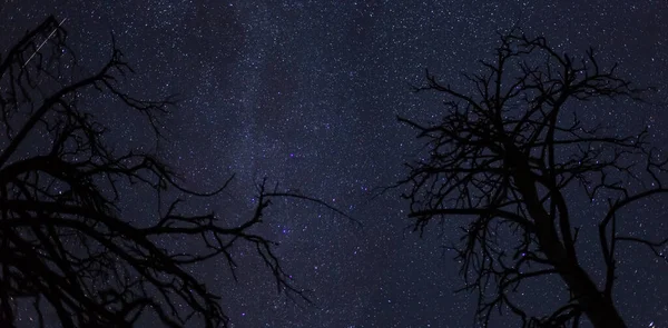 Yıldızlı Gökyüzünde Ağaç Silueti Açık Havada Doğal Arka Plan — Stok fotoğraf