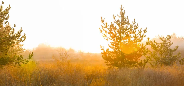Лісова Галявина Світлі Сонця Ранкова Сцена Лісової Галявини — стокове фото