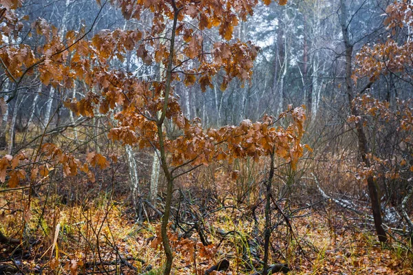 Ormanda Küçük Kırmızı Meşe Ağacı Doğal Mevsimlik Arka Plan — Stok fotoğraf
