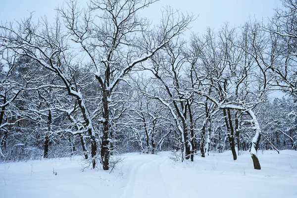 Tranquilla Radura Forestale Nella Neve Scena Forestale Invernale Innevata — Foto Stock