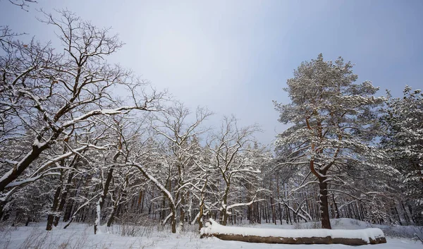 Bosque Tranquilo Resplandor Nieve Invierno Nevado Bosque Escena — Foto de Stock