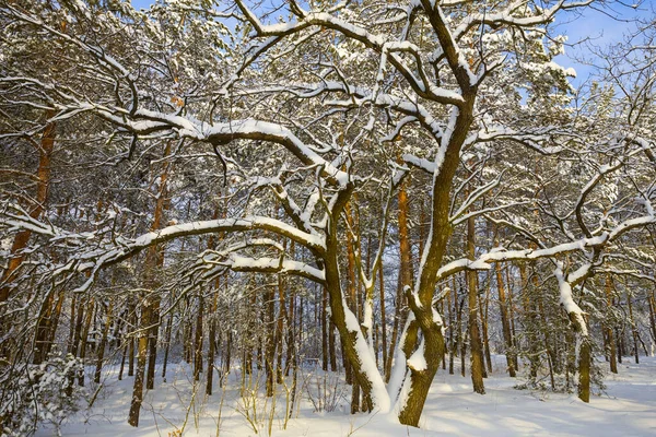 Rustig Bos Glade Sneeuw Winter Besneeuwde Bos Scene — Stockfoto