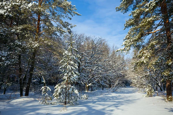 Bosque Pinos Resplandor Nieve Hermoso Invierno Fondo Natural — Foto de Stock