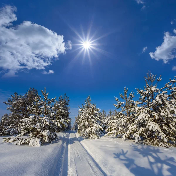 Winter Schneebedeckten Kiefernwald Lichtung Unter Einer Glitzernden Sonne — Stockfoto