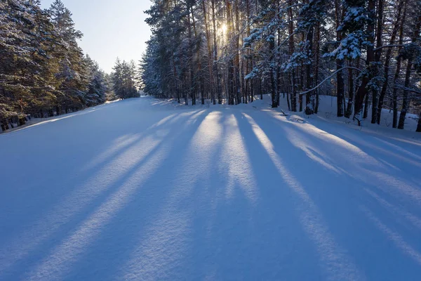 Winter Snowbound Forest Glade Light Sun — Zdjęcie stockowe
