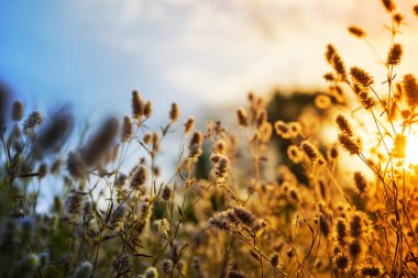 Akşam güneşi ışığında çayır çimlerini kapatın. Güzel, doğal gün batımı arka planı.