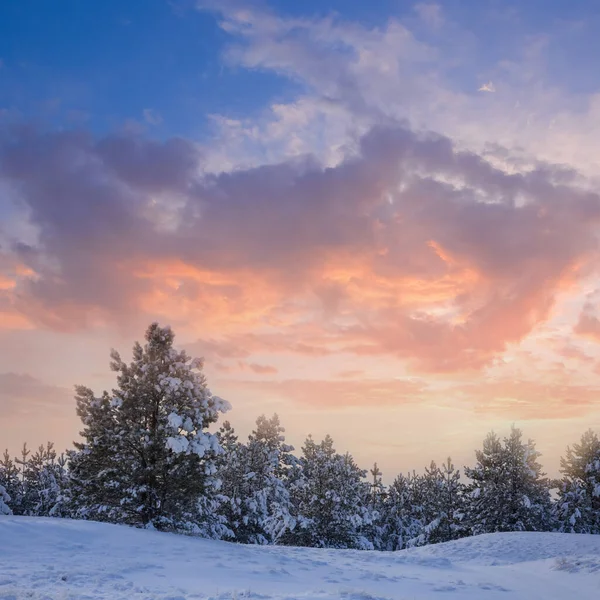 Karla Kaplı Köknar Ağacı Ormanı Dramatik Bulutlu Gökyüzü Altında Kış — Stok fotoğraf