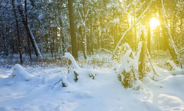 輝く太陽に照らされた冬の雪に覆われた森 — ストック写真
