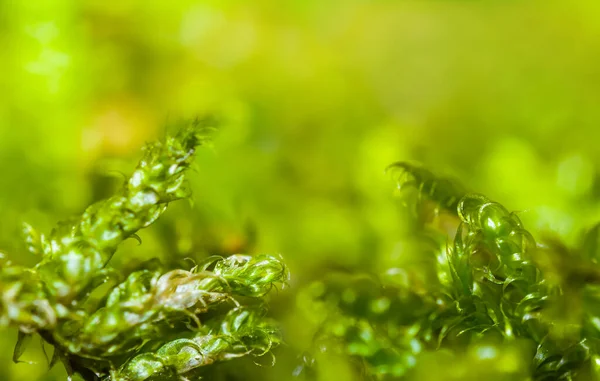 Detailní Záběr Čerstvé Zelené Rostliny Přírodní Makro Zelený Mech Pozadí — Stock fotografie