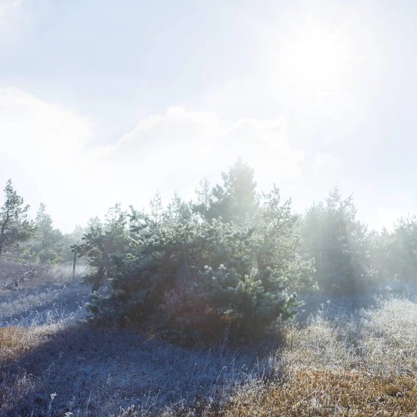 輝く太陽の下で凍るモミの木の森 — ストック写真