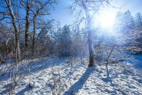 받으며 겨울에 눈덮인 — 스톡 사진