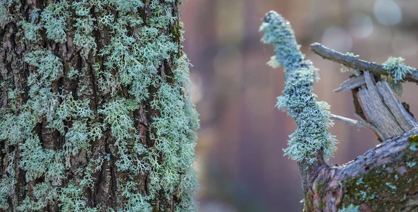 Lufa Drzew Zbliżeniowych Lesie Pokryta Porostem — Zdjęcie stockowe