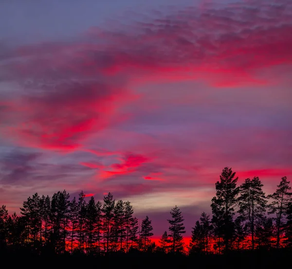 분홍빛 배경에 소나무 — 스톡 사진