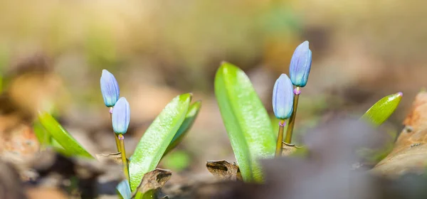 Close Blauwe Sneeuwdruppel Bloemen Het Bos Lente Natuurlijke Wilde Bloem — Stockfoto