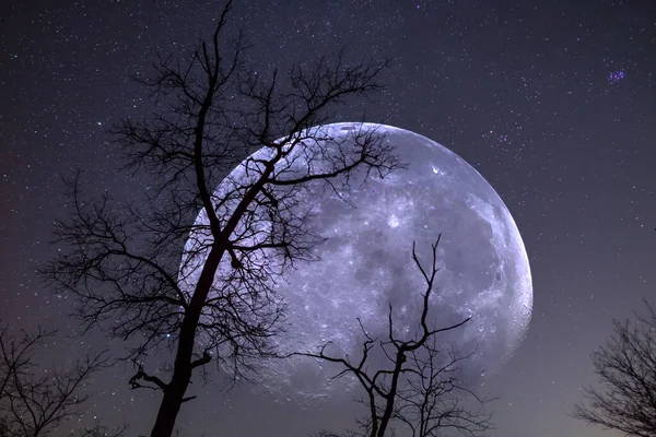 Énorme Lune Levant Dessus Silhouette Arbre Sur Fond Ciel Étoilé — Photo