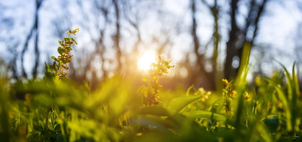 Lesní Mýtina Květinami Světle Večerního Slunce — Stock fotografie