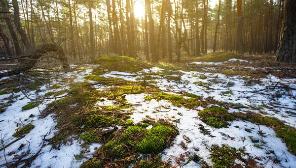 輝く太陽に照らされた冬の雪に覆われた森 — ストック写真