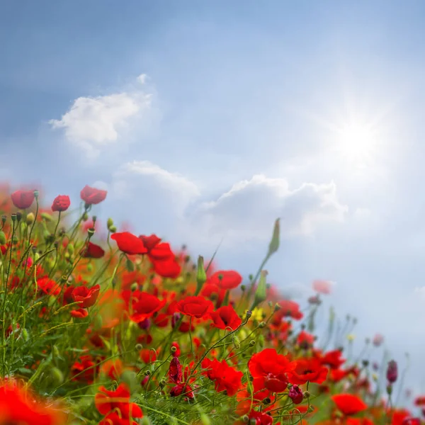 Red Poppy Flowers Growth Hill Slope Light Sparkle Sun — Stock Photo, Image