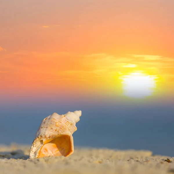 Closeup Άδειο Θαλάσσιο Κέλυφος Βρίσκεται Στην Αμμώδη Παραλία Στο Ηλιοβασίλεμα — Φωτογραφία Αρχείου