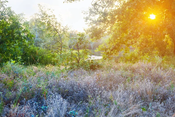 Літній Ліс Галявина Світлі Вечірнього Сонця — стокове фото