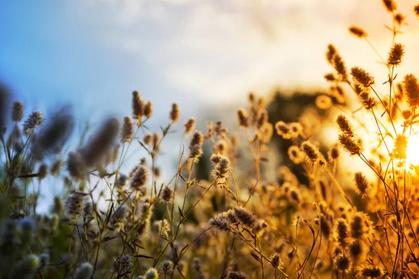 Akşam Güneşi Işığında Çayır Çimlerini Kapatın Güzel Doğal Gün Batımı — Stok fotoğraf