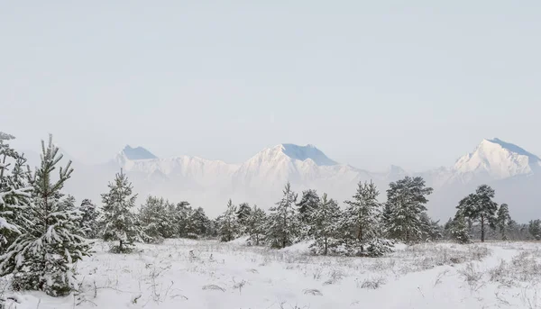 Besneeuwde Bergvallei Met Dennenbos Dichte Mist Winterse Bergwereld — Stockfoto
