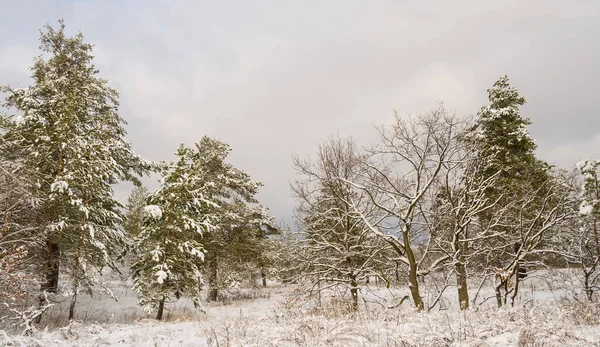 Vinter Snöbunden Skog Lugn Molnig Dag — Stockfoto