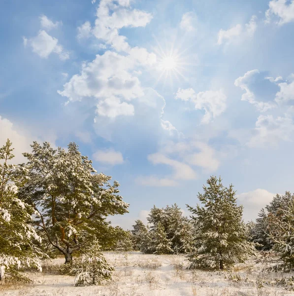 Зимний Снежный Лес Солнечный День — стоковое фото