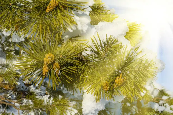 Nahaufnahme Kiefer Schneebedeckter Baum Licht Der Glitzernden Sonne — Stockfoto