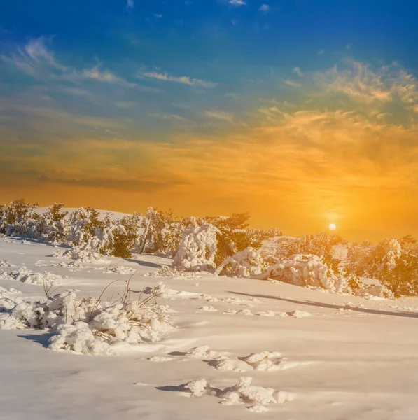 Schneebedeckter Hügel Mit Kiefernwald Bei Sonnenuntergang Abends Winterliche Naturkulisse — Stockfoto